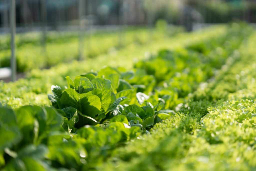 Healthy vegetable plants thriving in a well-maintained garden setting.