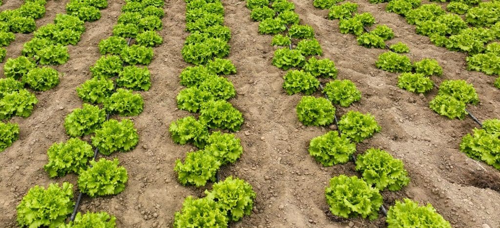 Efficient solar-powered garden with lush lettuce crops in organized rows.