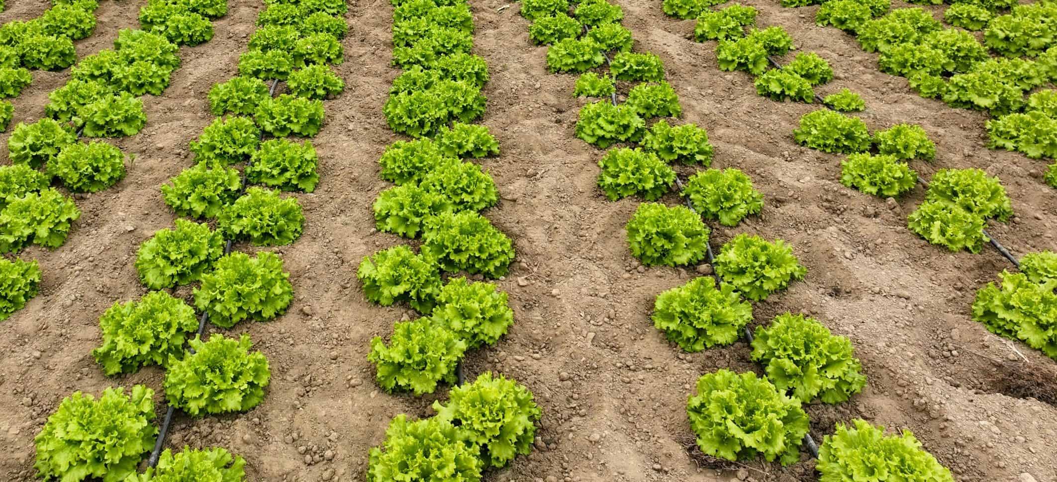 Efficient solar-powered garden with lush lettuce crops in organized rows.