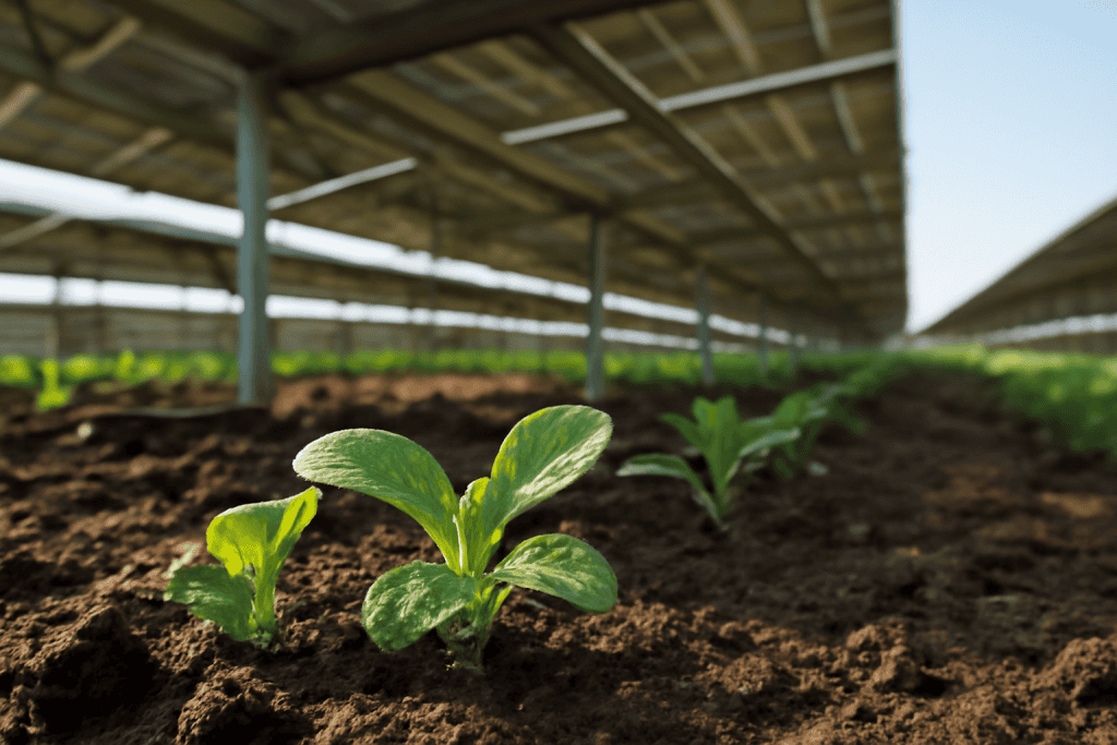 Jonge groenteplanten groeien onder een door zonne-energie aangedreven kasconstructie.