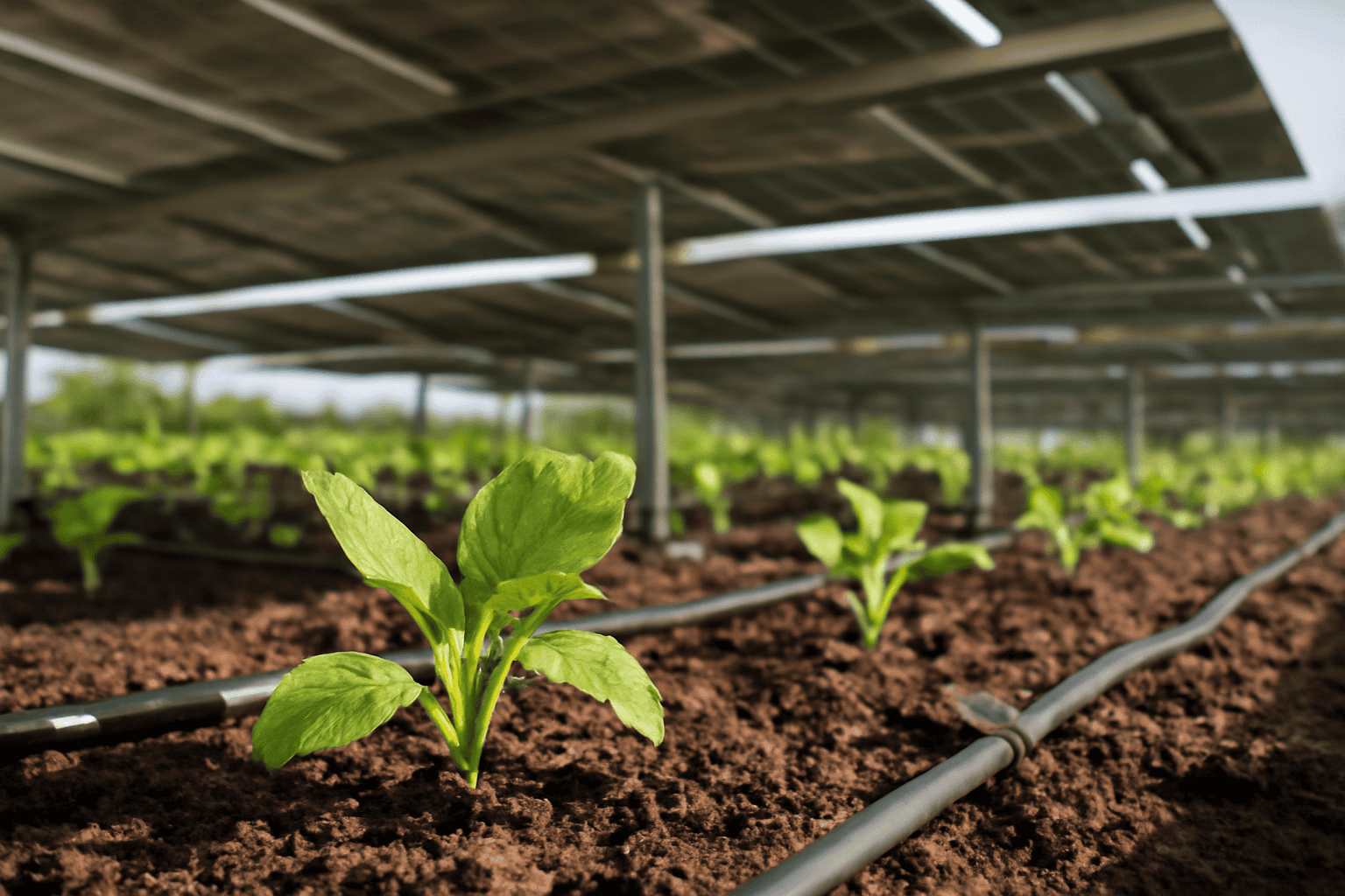 Promuovere l'efficienza solare: il ruolo delle celle tandem a perovskite nella moderna tecnologia solare - Solar Plus Garden