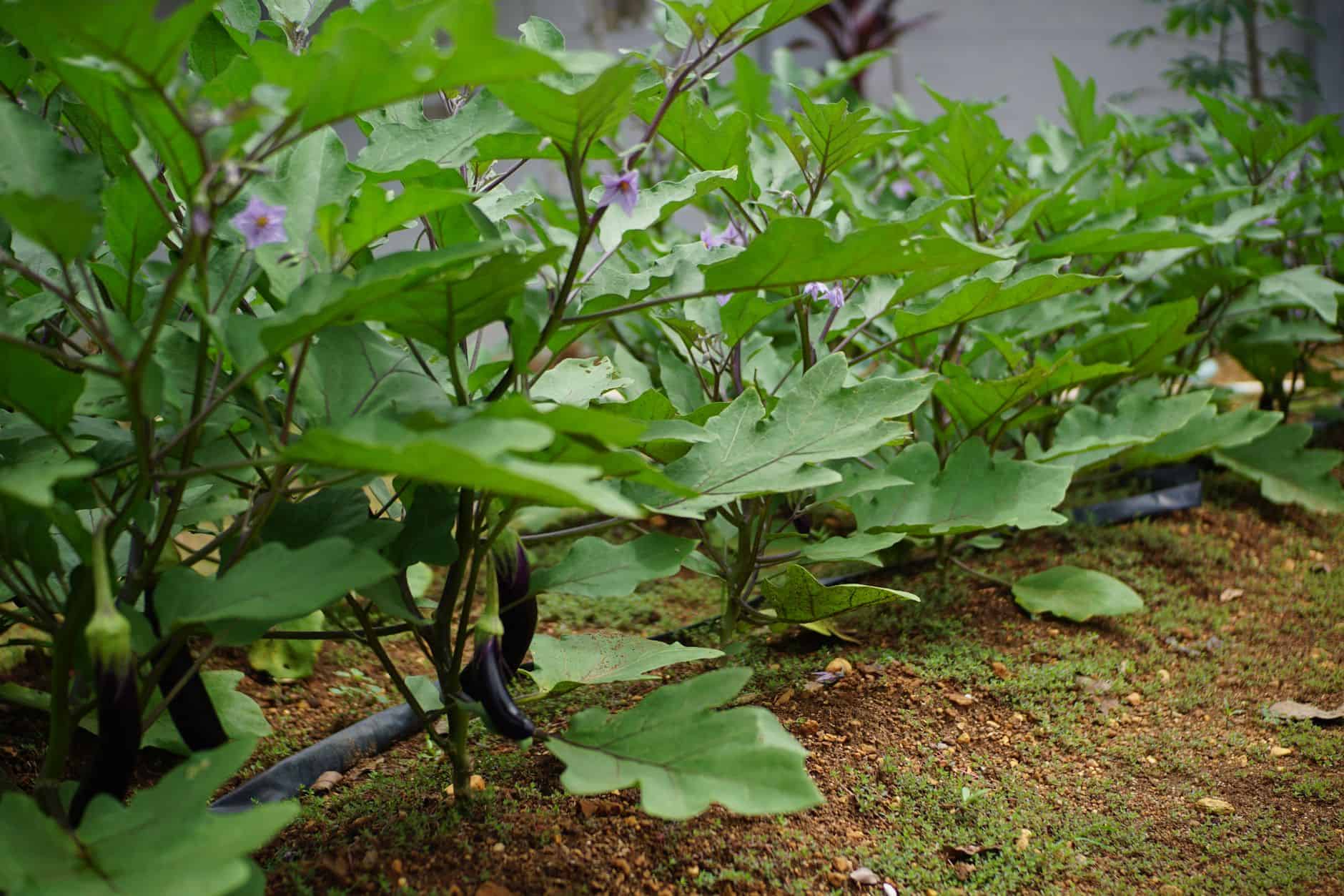 Close-up of lush green eggplant plants thriving in an outdoor vegetable garden.