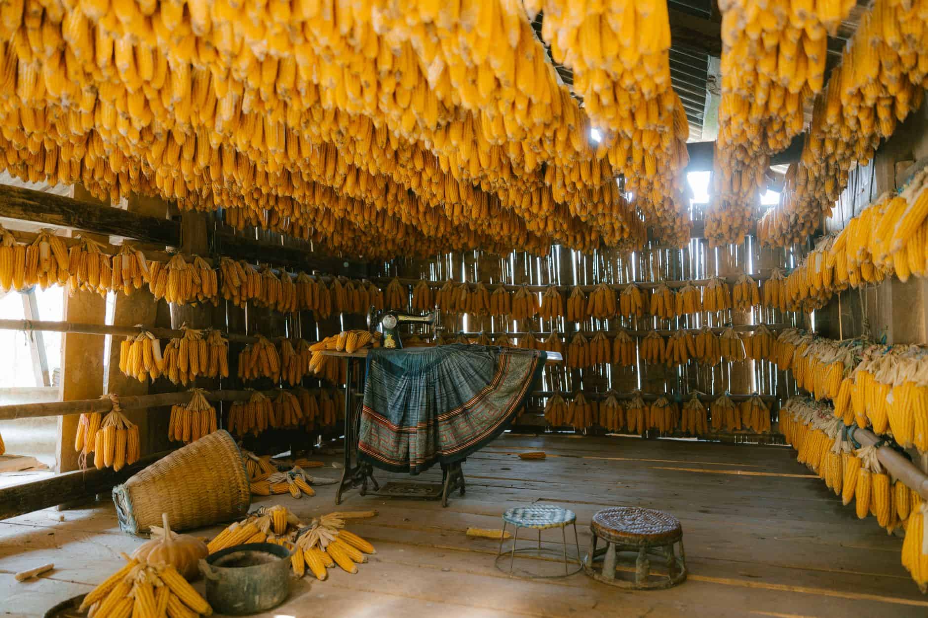 Unutrašnjost rustične štale sa kukuruzom koji visi za sušenje, prikazujući tradicionalne poljoprivredne tehnike.
