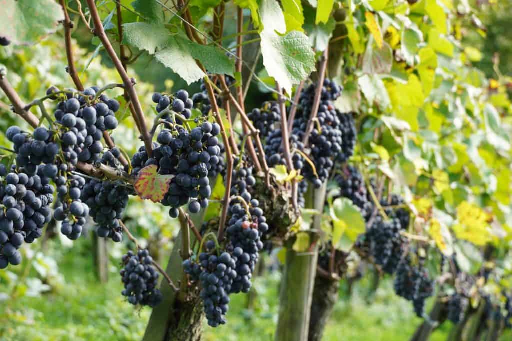 Vibrant vineyard scene with clusters of ripe red grapes hanging amidst green leaves.