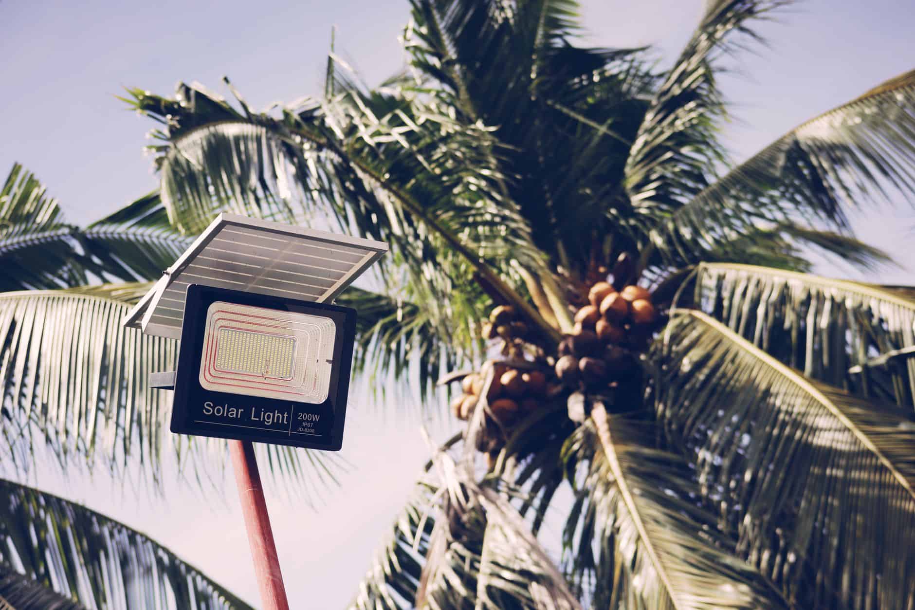 Solar-powered garden light installed under a coconut palm tree.