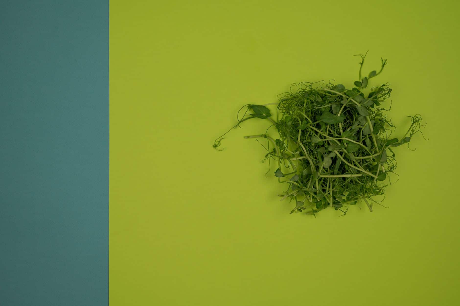 Top view of garden cress sprouts with small foliage on curved stems on smooth green surface